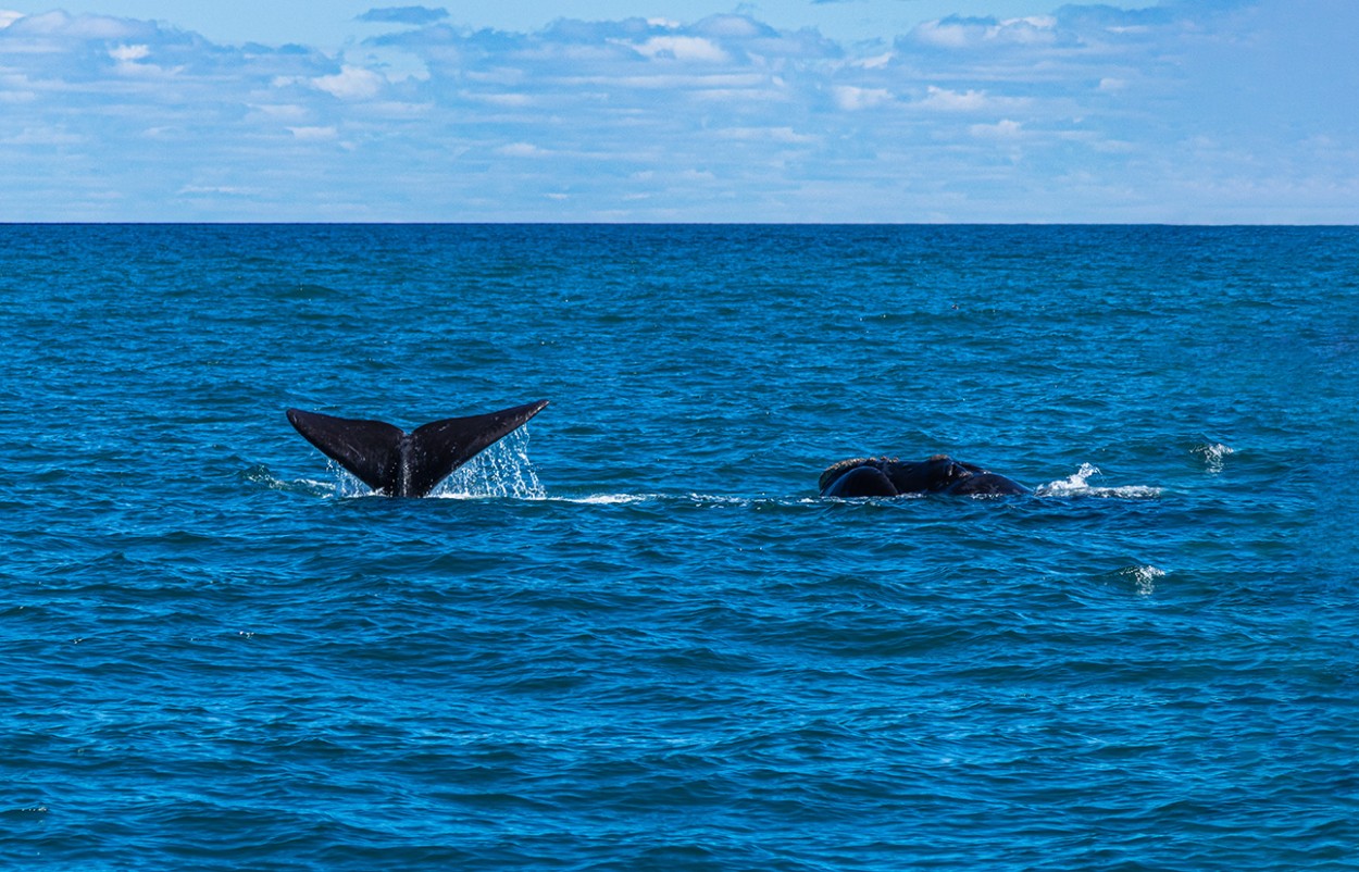 "Las Ballenas" de Luis Torres Sal