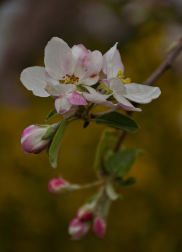 "Flores Silvestres" de Silvana Magali Frank