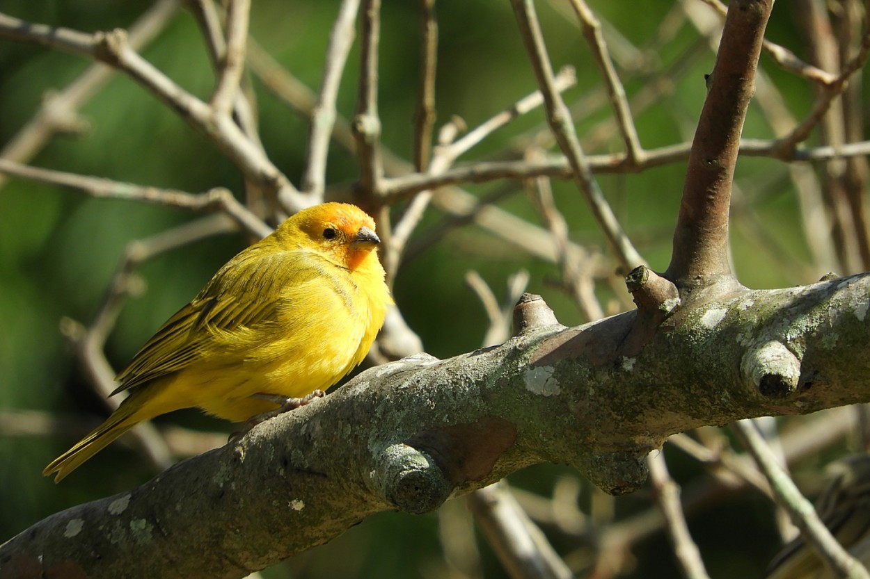 "Canrio-da-terra-verdadeiro (Sicalis flaveola)," de Decio Badari