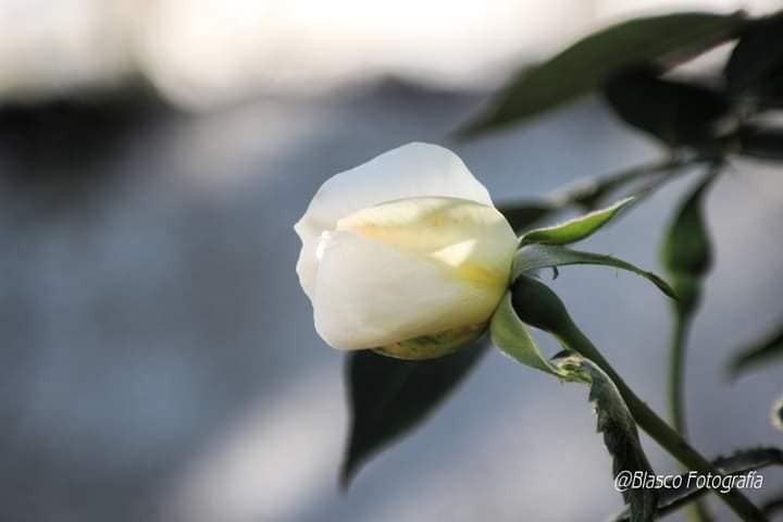 "La rosa" de Luis Blasco Martin