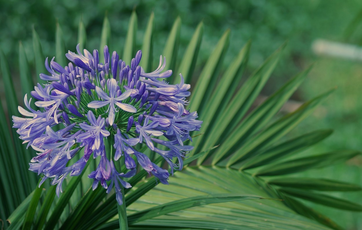 "Um olhar no: Agapanto  Agapanthus africanus" de Decio Badari