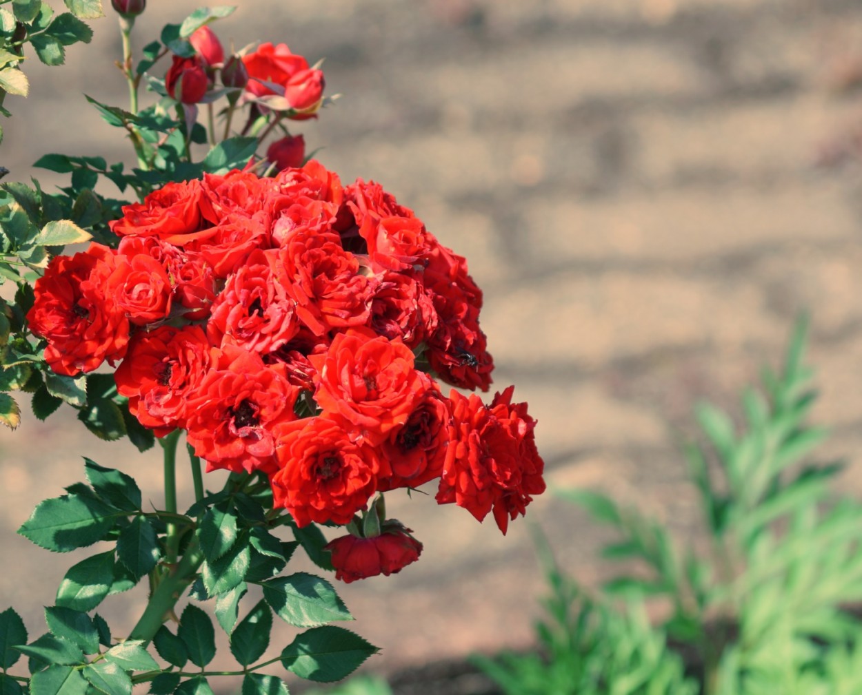 "Um grande bouquet de Mini-rosas !" de Decio Badari