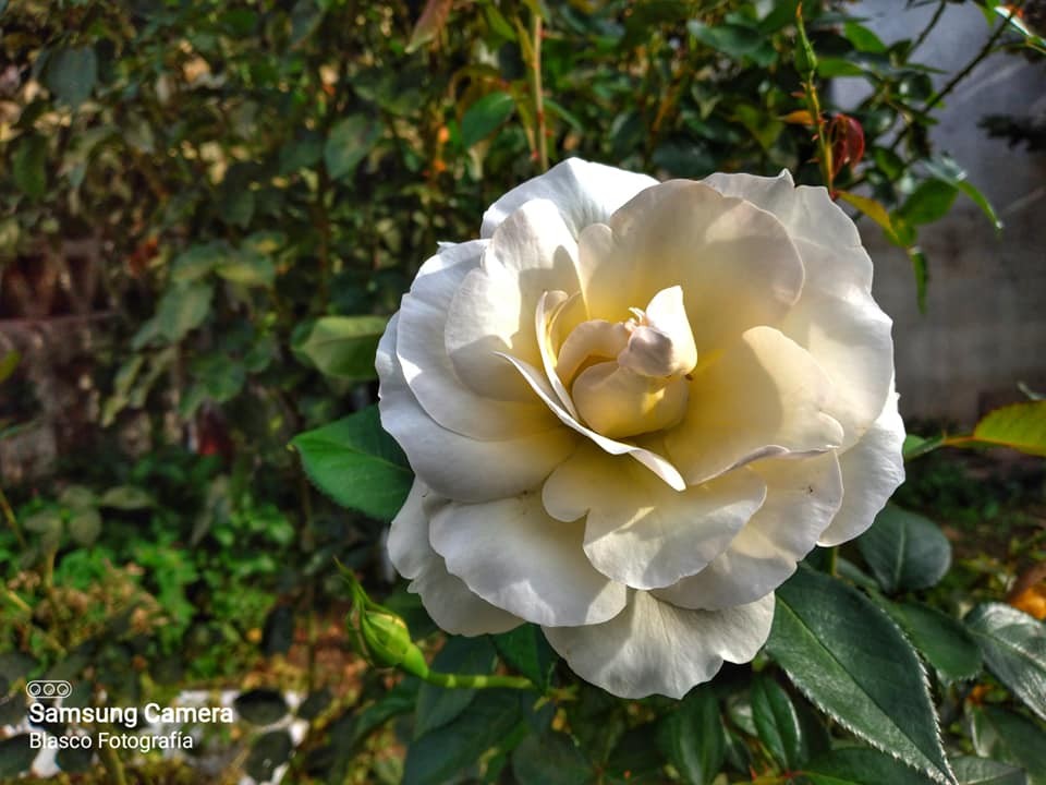 "La rosa blanca" de Luis Blasco Martin