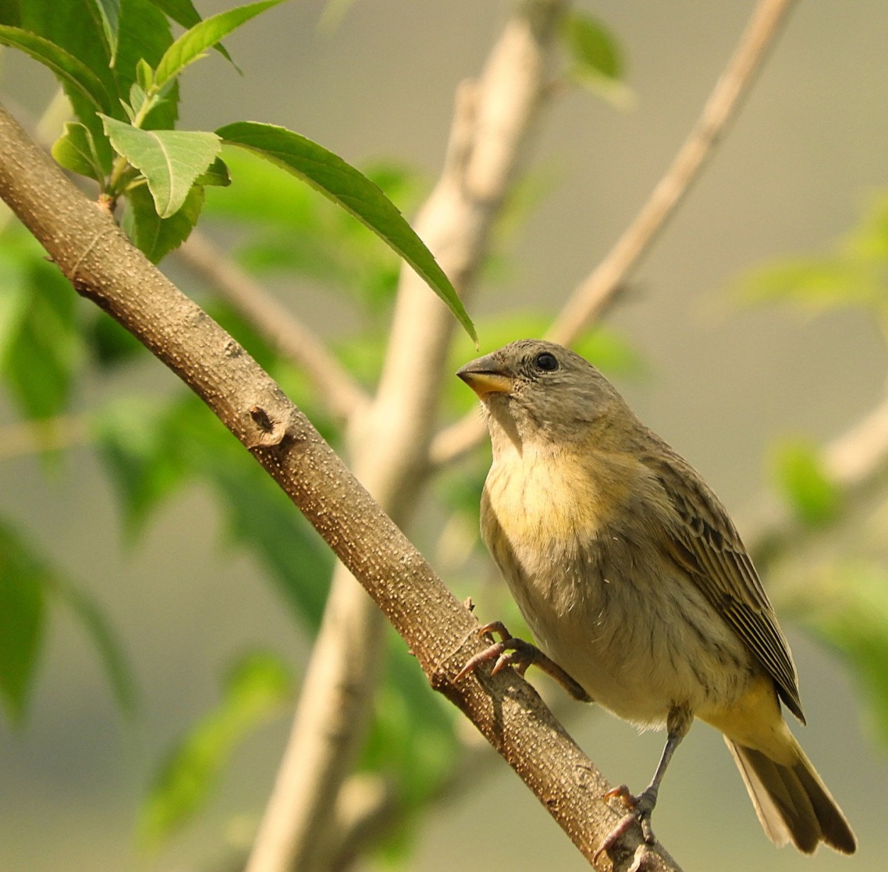 "Nesta manh ocanrio-da-terra (Sicalis flaveola L" de Decio Badari