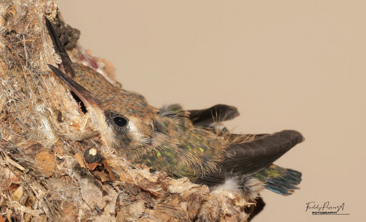 "Picaflor comn - Chlorostilbon lucidus" de Freddy Passera