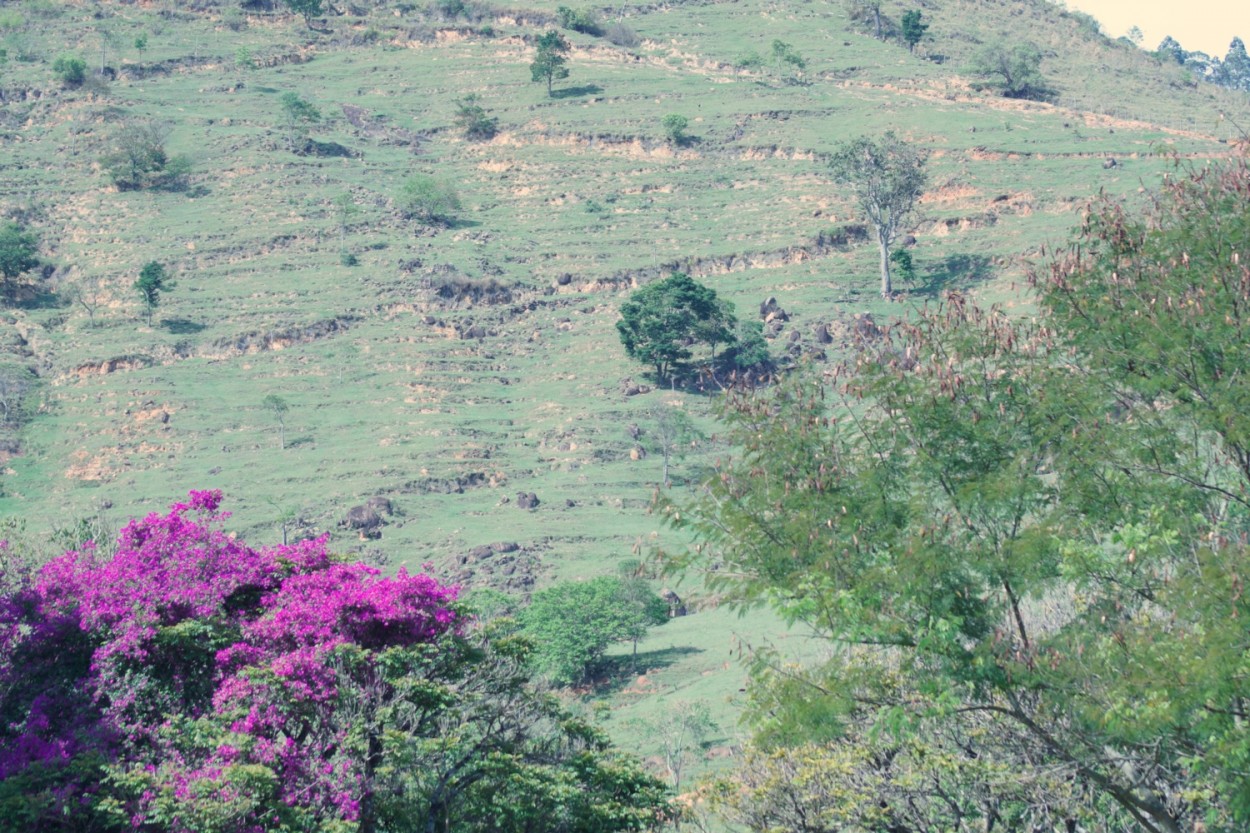 "Um toque de cor, na rustica paisagem." de Decio Badari