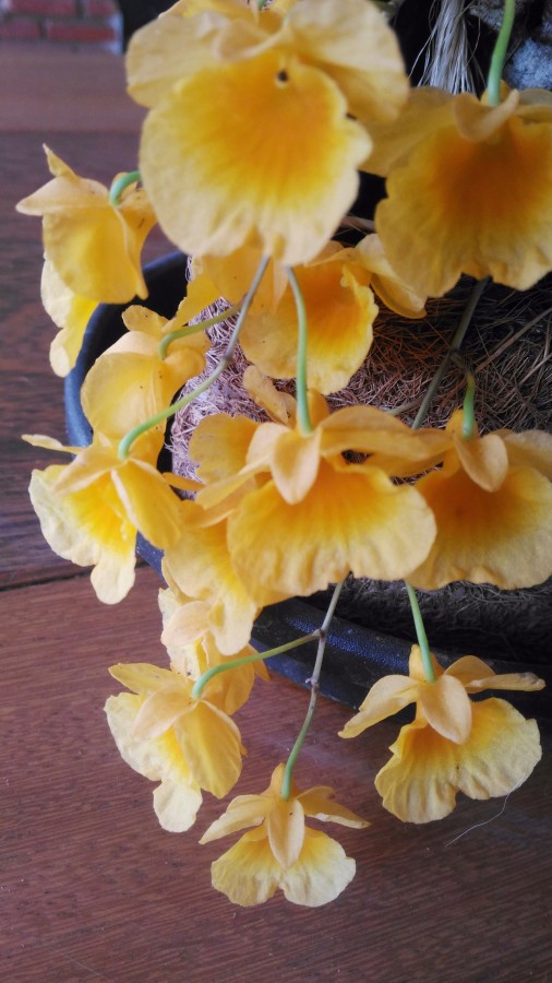 "Mini orquideas : Dendrobium Agregatum!" de Decio Badari