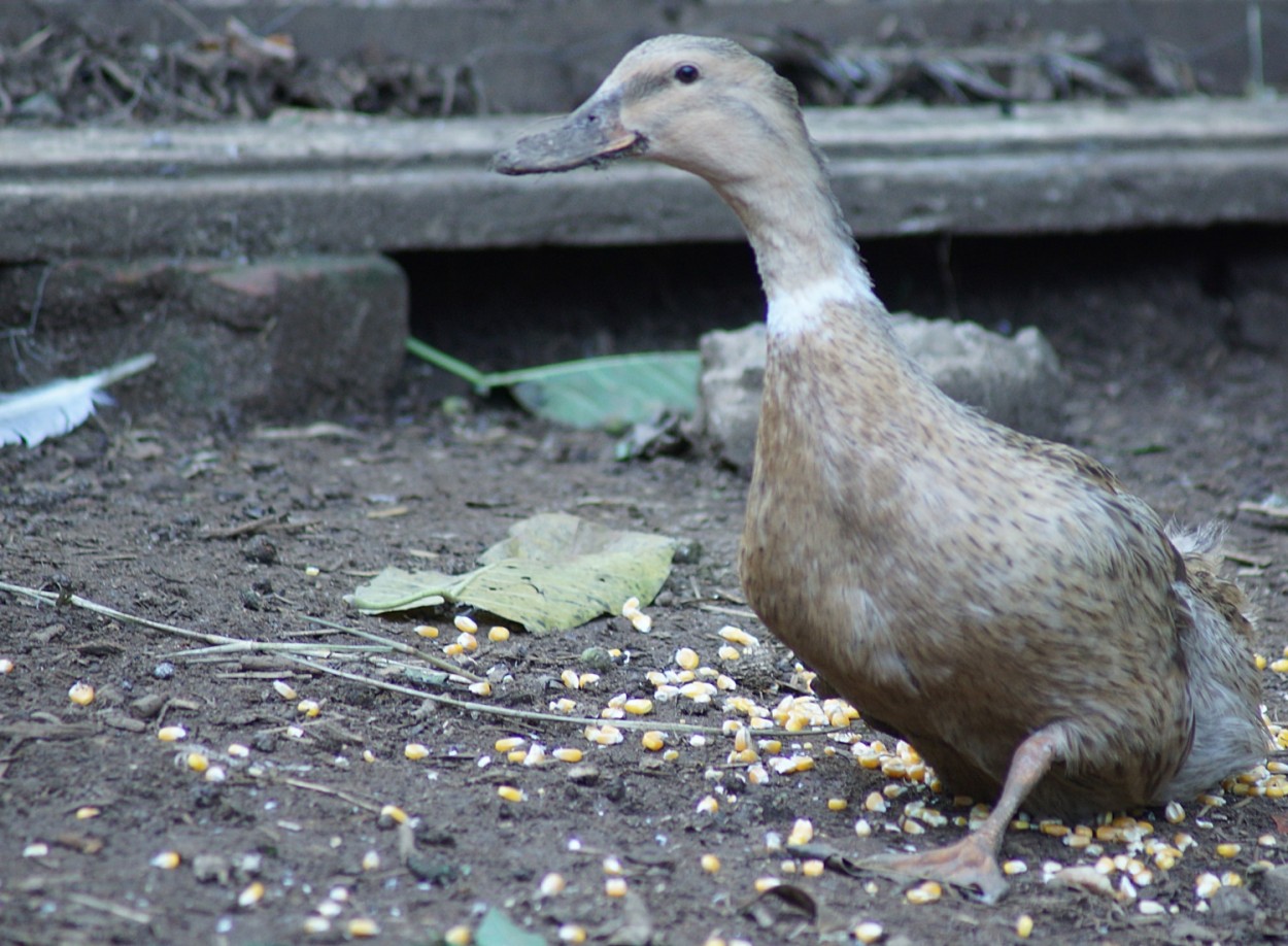 "O Pato de uma pata s......." de Decio Badari