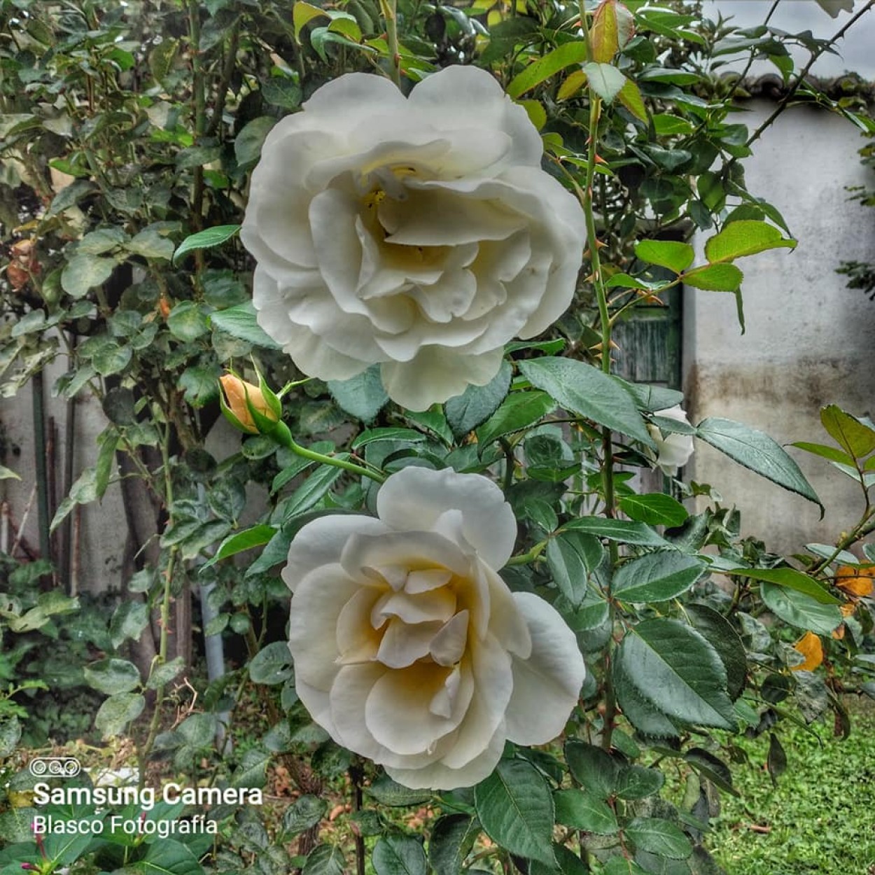 "Rosas" de Luis Blasco Martin