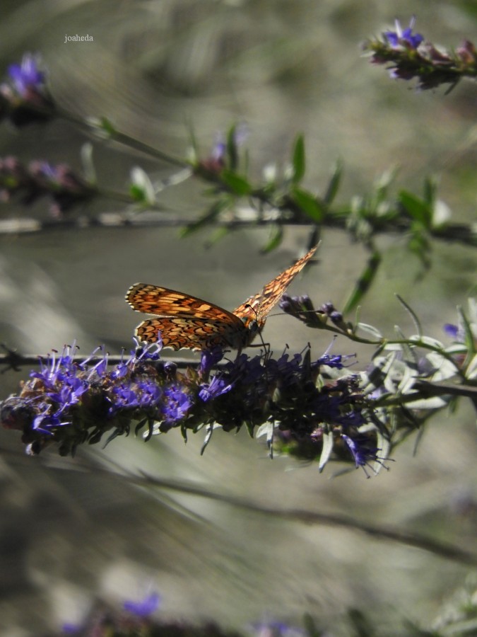 "SiN CaMBioS no hay MaRiPoSaS" de Joana Sansalvador Roca