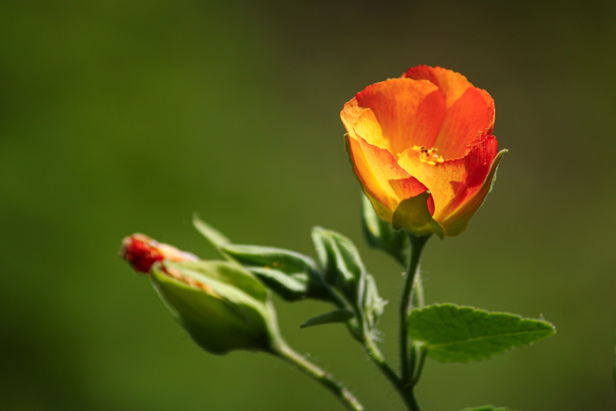 "Flor de semana" de Patricio Abel Vera