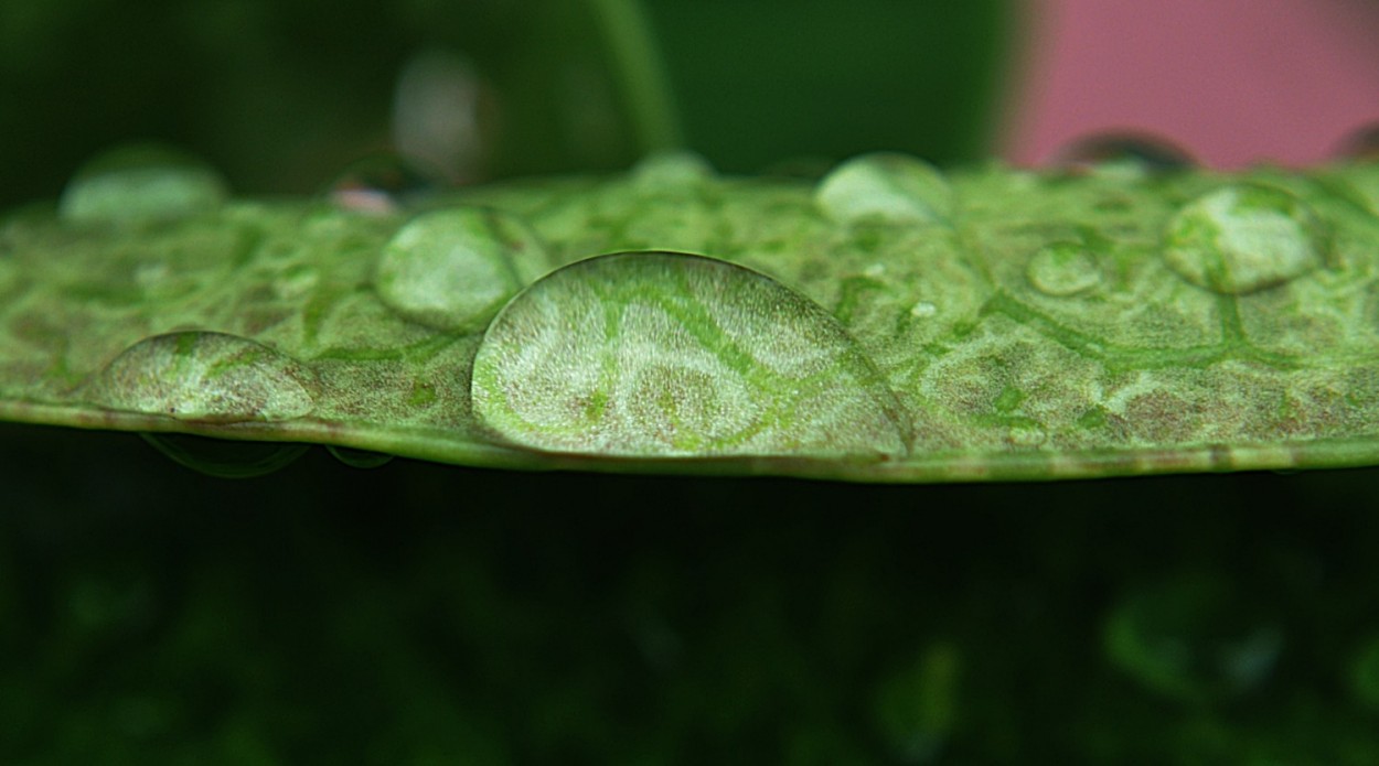 "O abstrato da natureza !" de Decio Badari