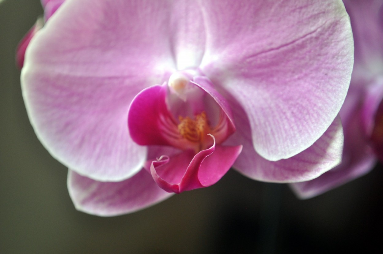 "Um toque de cor neste dia:Orqudea Paphiopediluns" de Decio Badari