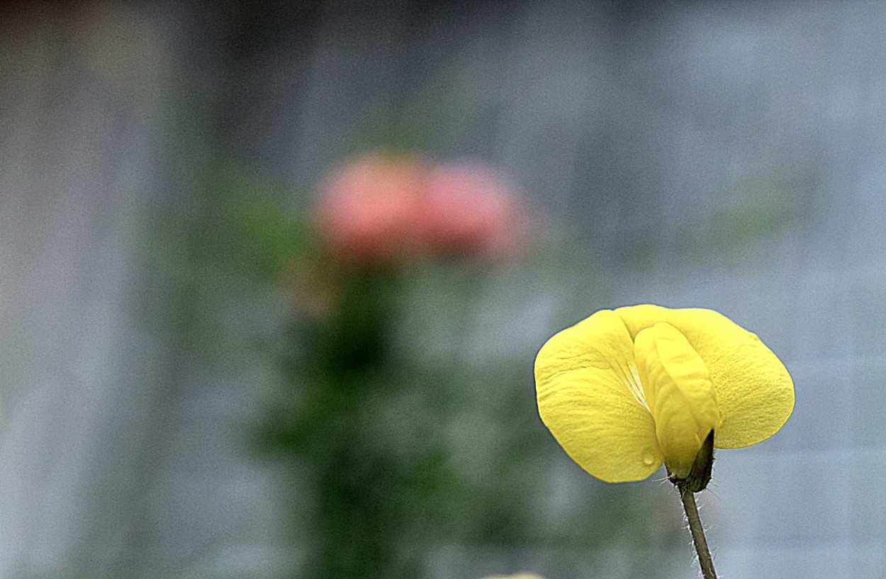 "A pequenina flor da Grama-amendoim" de Decio Badari