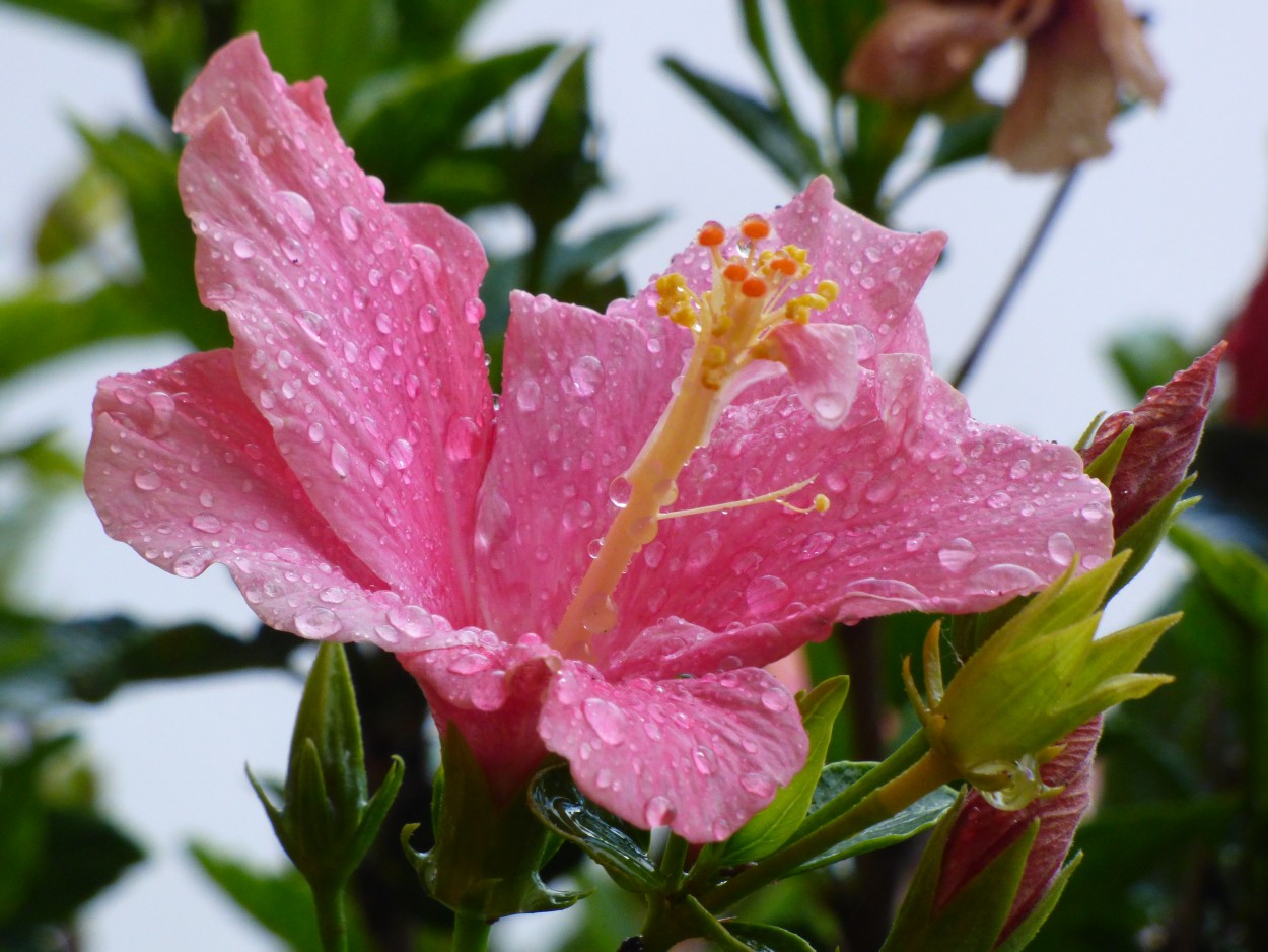 "`Con gotas de lluvia `" de Graciela Edith Flocco