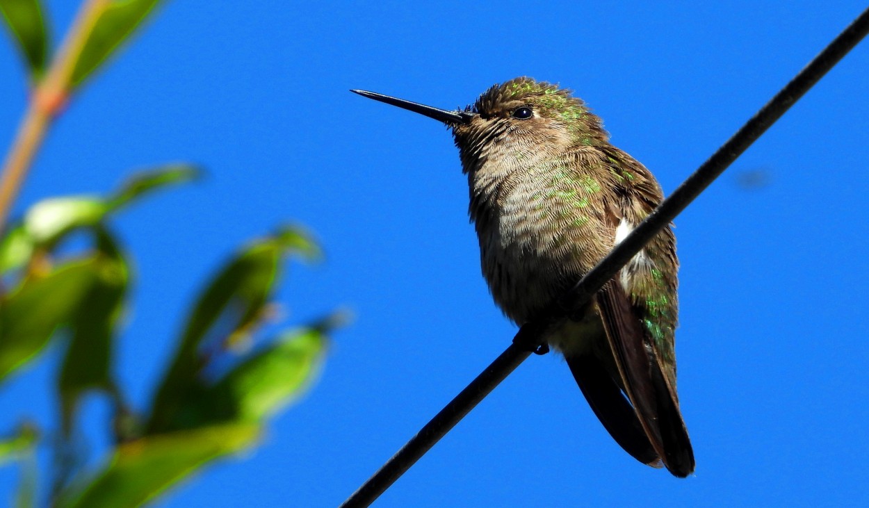 "Colibri" de Miguel ngel Nava Venegas ( Mike Navolta)