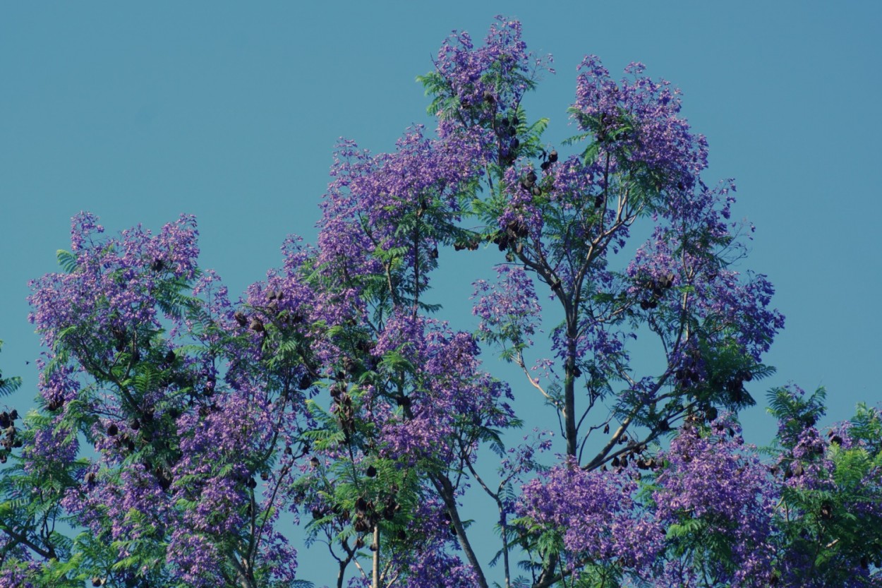 "Jacarand-mimoso  Jacaranda mimosifolia" de Decio Badari