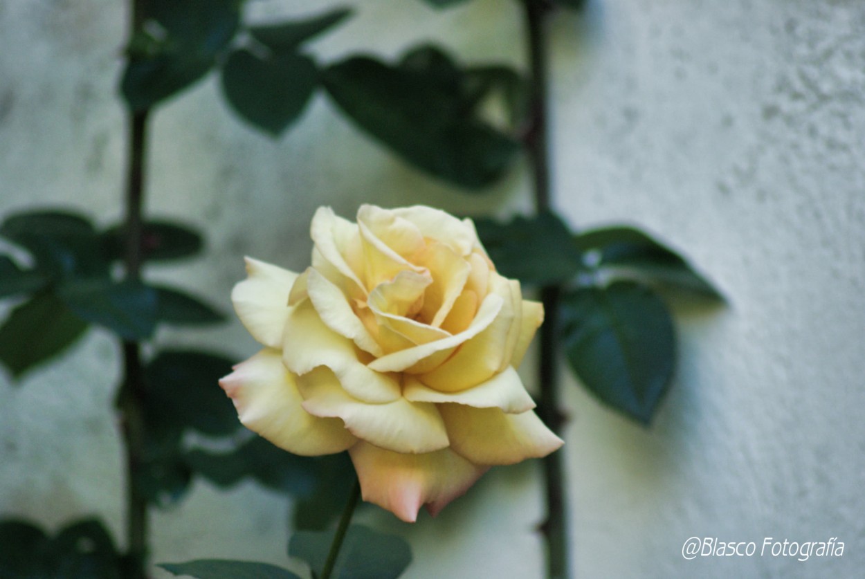 "La rosa" de Luis Blasco Martin