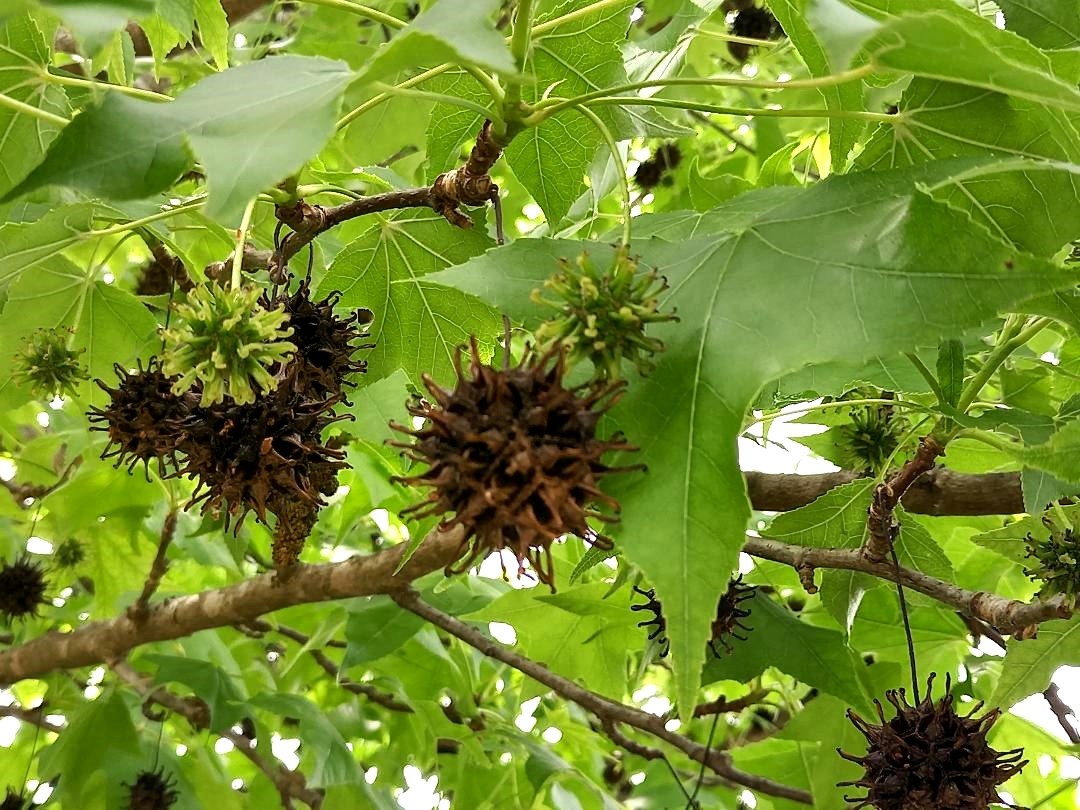 "Las nuevas generaciones (Liquidambar!)" de Jos Luis Mansur