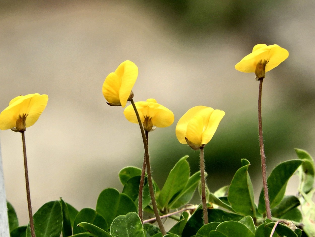 "Em um dia nublado, a luminosidade do amarelo !" de Decio Badari