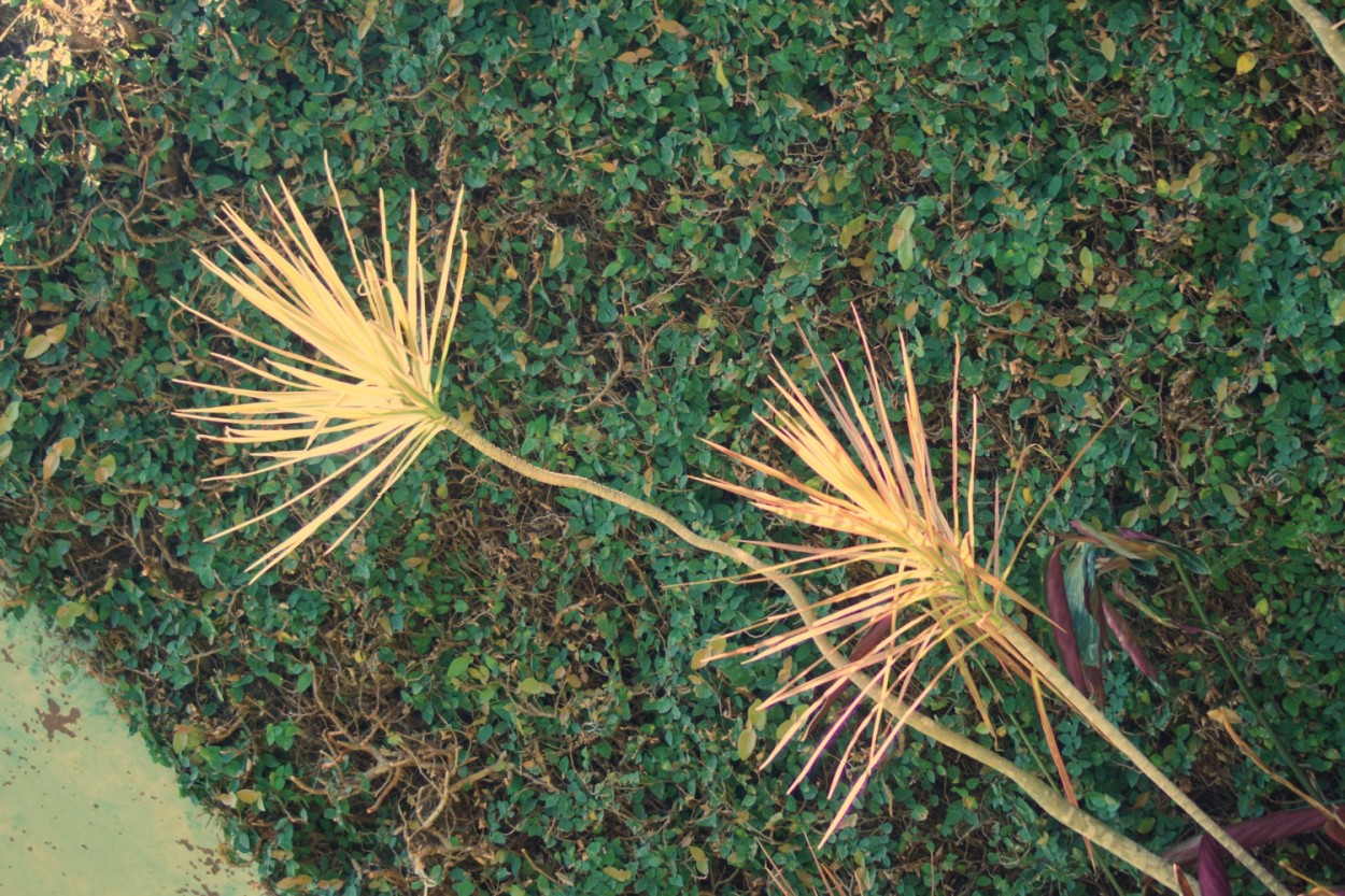 "Diagonais da natureza!" de Decio Badari