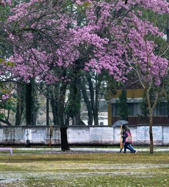 "Lapachos floridos" de Ruben Perea