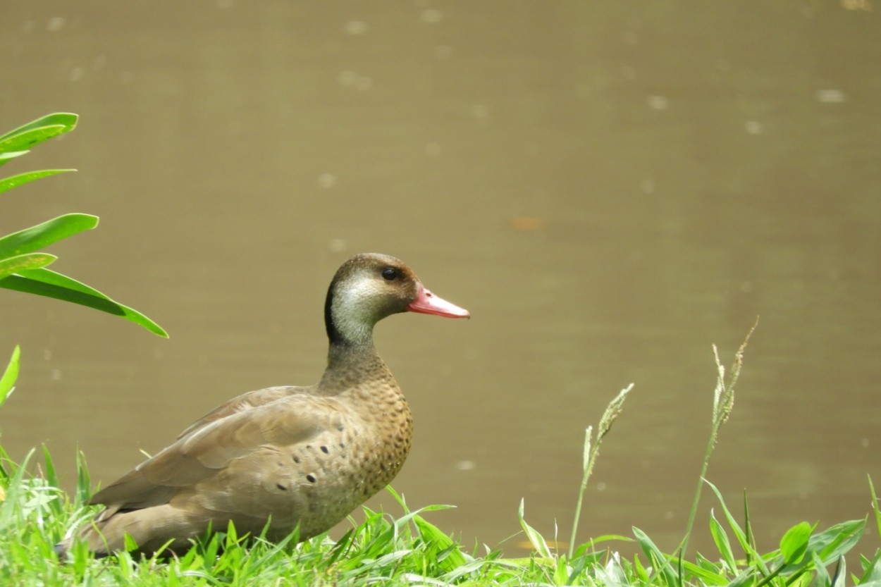 "P-vermelho ( Amazonetta brasiliensis )" de Decio Badari