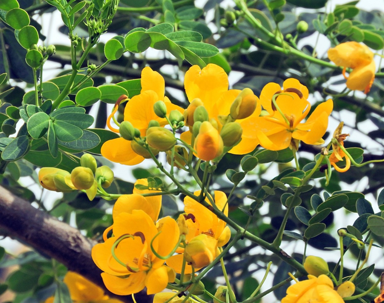 "Bem l no alto, a luminosidade do amarelo !" de Decio Badari