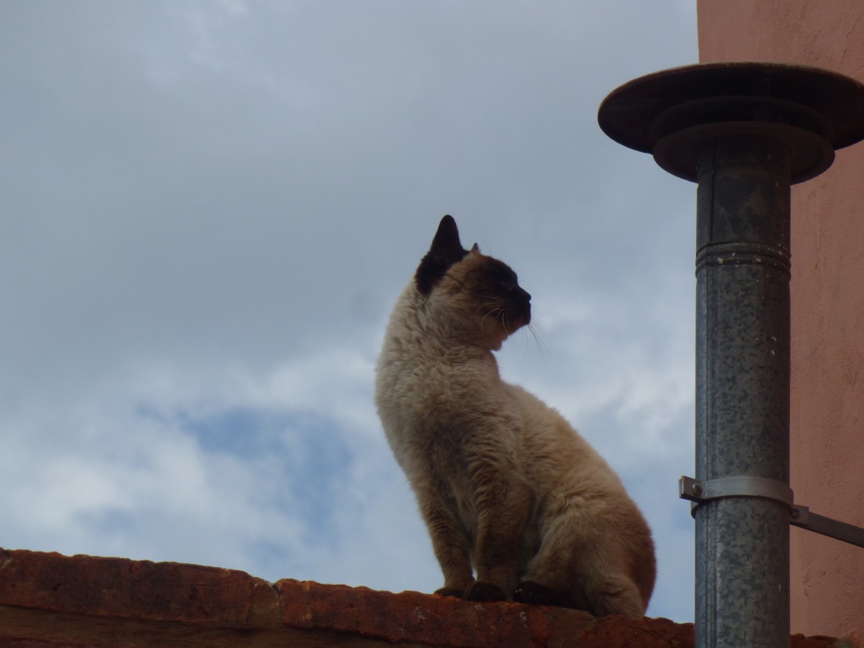 "` Mi gata `" de Graciela Edith Flocco