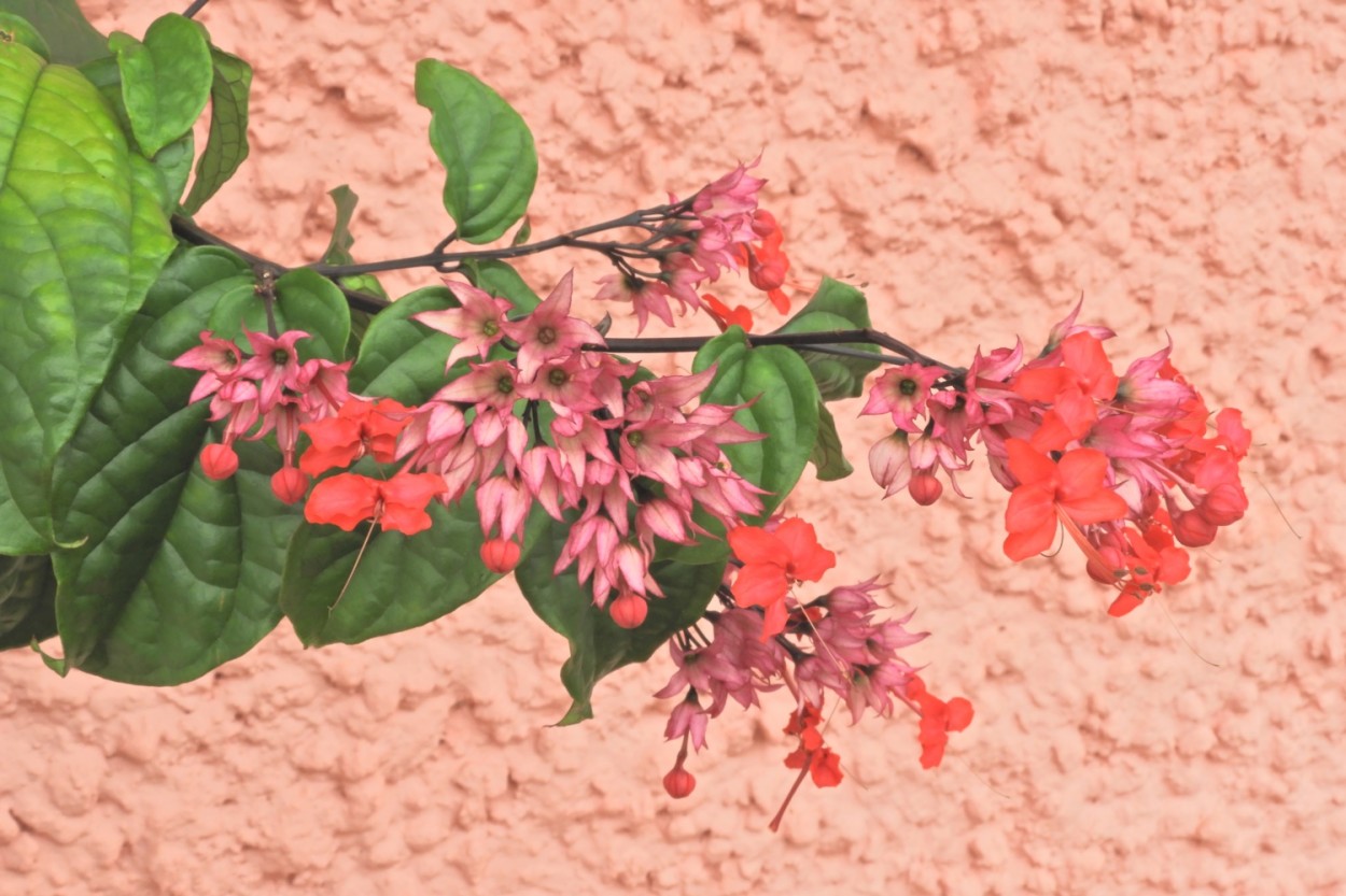 "Lgrima-de-cristo  Clerodendrum thomsonae" de Decio Badari