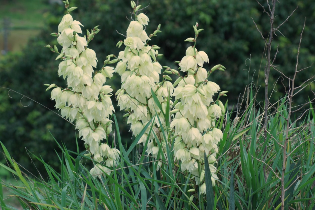 "Eram 2,agora 3, Iuca-gigante  Yucca gigantea" de Decio Badari