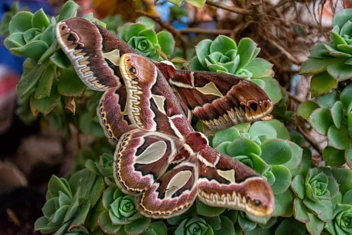 "Polilla de Las Chilcas (Rothschildia jacobaeae)." de Daniel De Bona