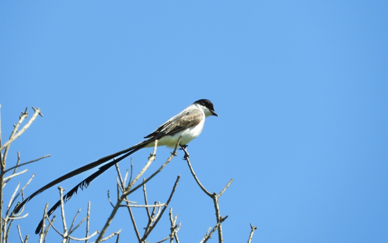 "Tesourinha (Tyrannus savana), macho, nesta manh !" de Decio Badari