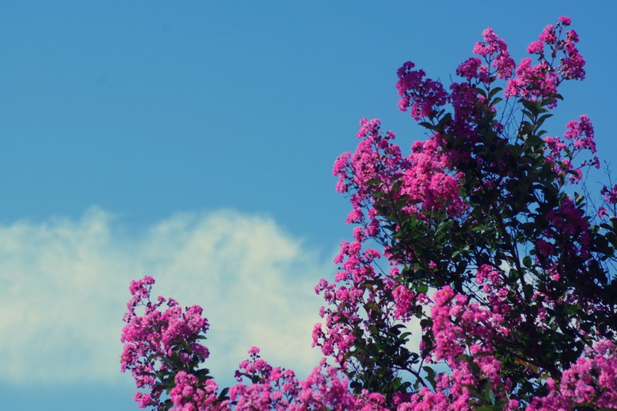 "Resed  Lagerstroemia indica,nesta manh!" de Decio Badari