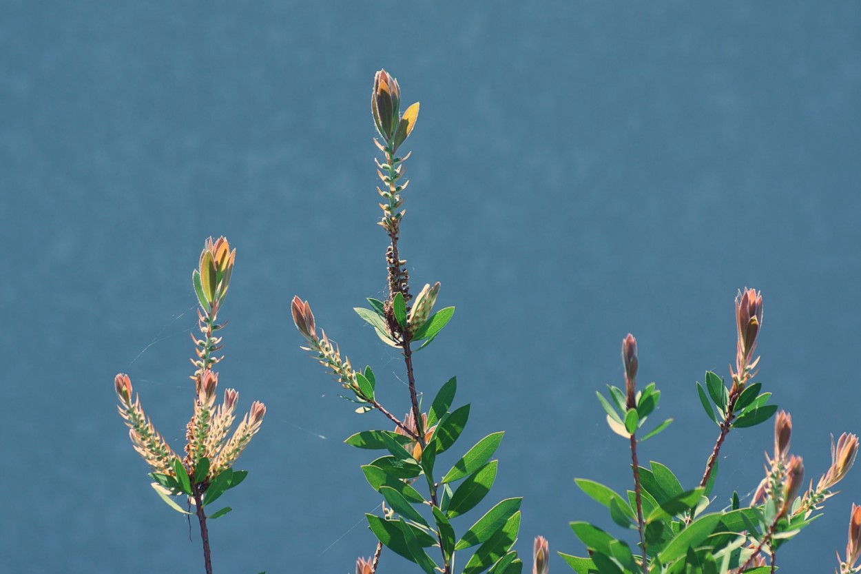 "A natureza continua mais viva do que nunca!" de Decio Badari