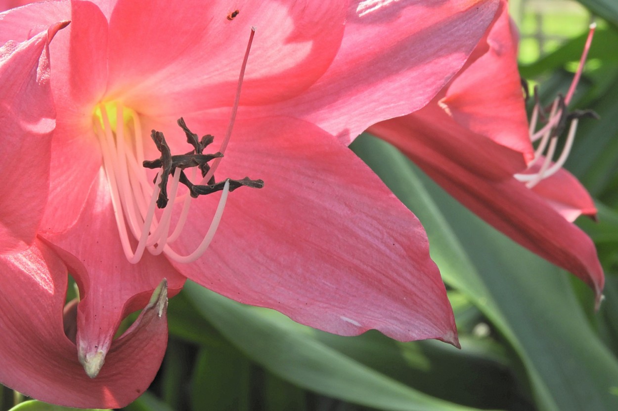 "Amarlis  Hippeastrum hybridum, nesta manh !" de Decio Badari