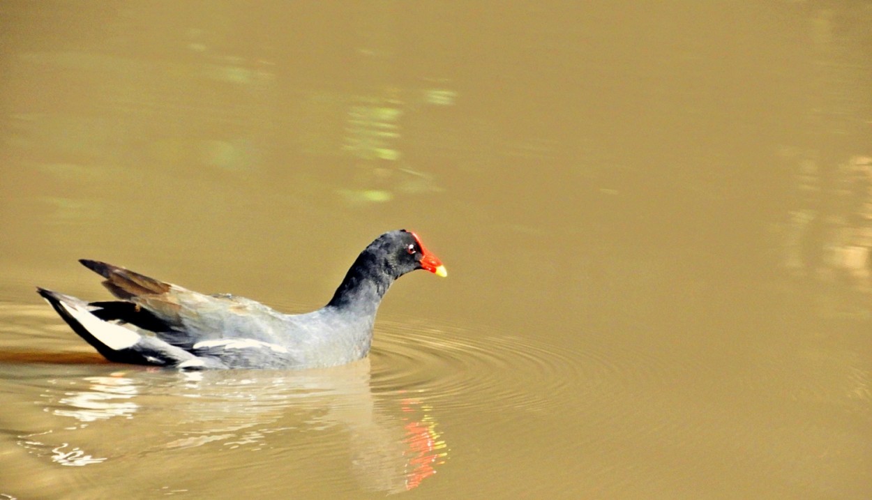 "Frango-dgua-comum (Gallinula galeata)........" de Decio Badari