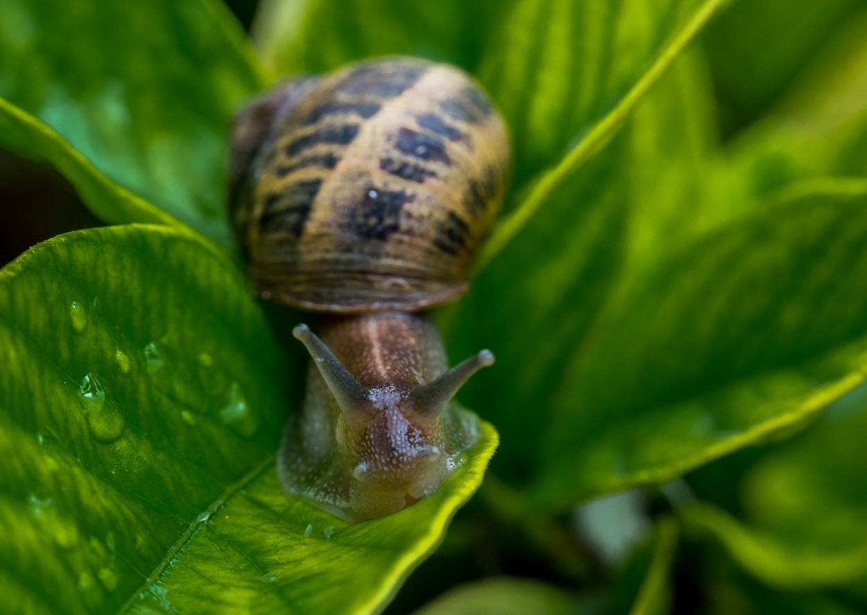 "Un caracol despus de la lluvia" de Fernando Valdez Vazquez