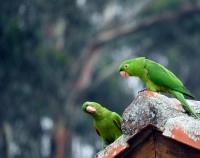 O periquito-maracan (Psittacara leucophthalmus..