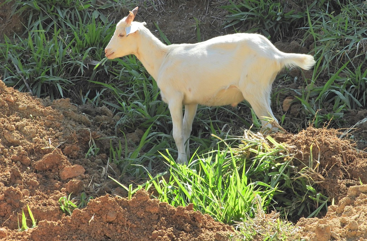 "A surpresa na minha caminhada, livre na estrada !" de Decio Badari