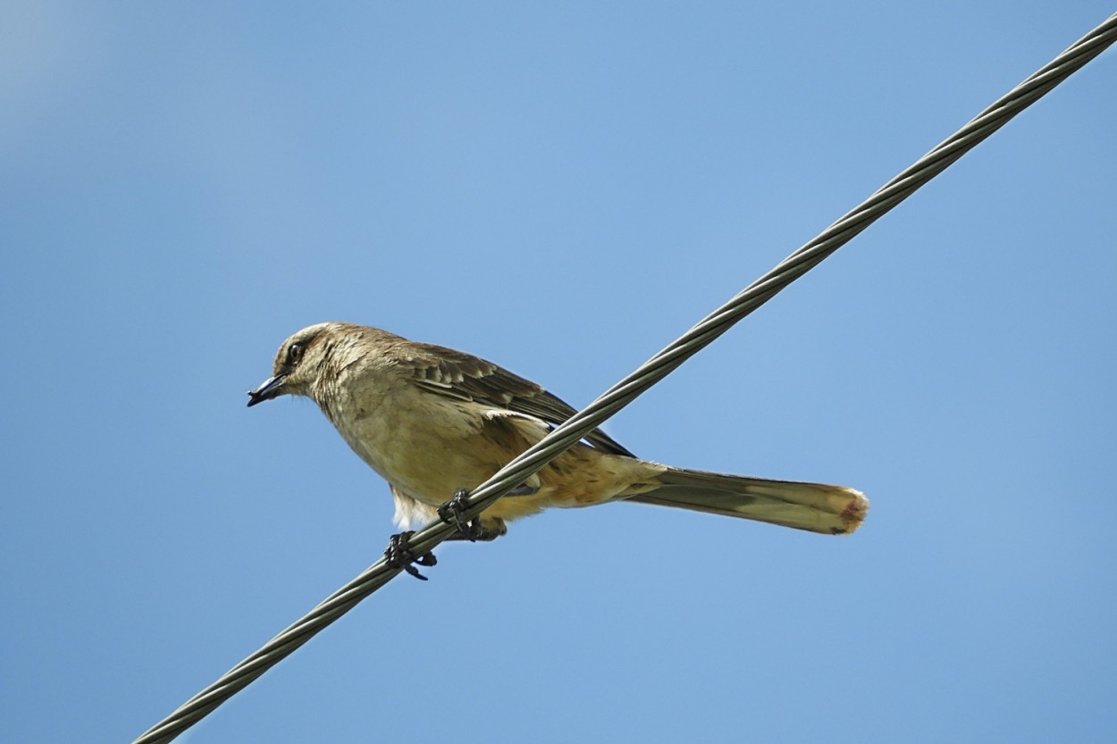 "Olhar para o alto : Sabi-do-Campo (Mimus saturnin" de Decio Badari