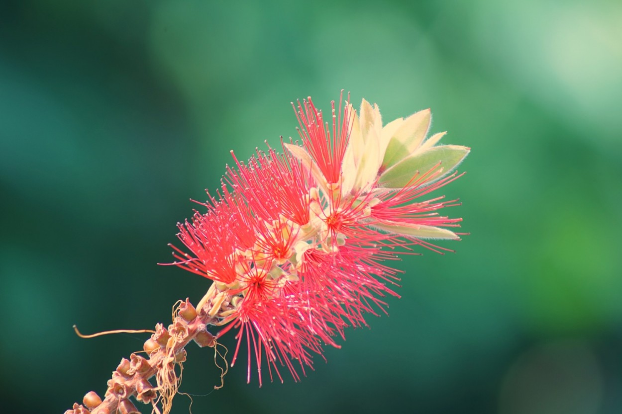 "Escova-de-garrafa  Callistemon spp......." de Decio Badari