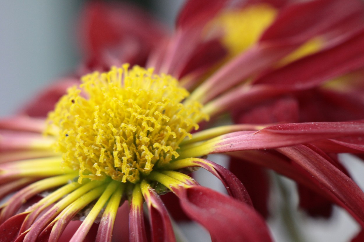 "Simplemente una flor" de Eduardo Norberto Lopez