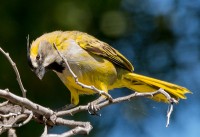 Cardenal Amarillo