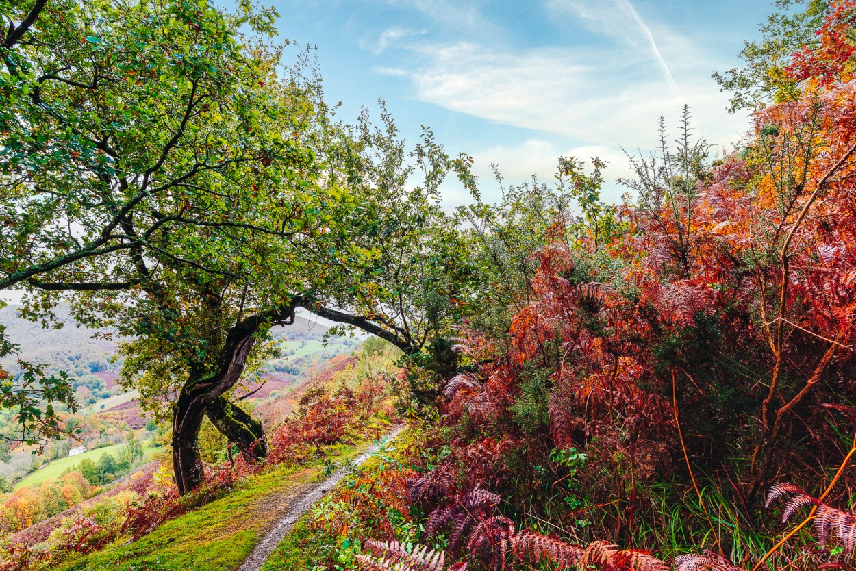 "camins del GR11" de David Roldn