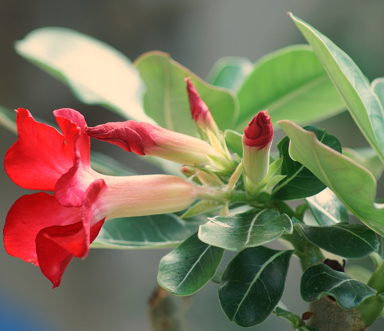 "Cada flor  uma alma que floresce na natureza.,,,," de Decio Badari