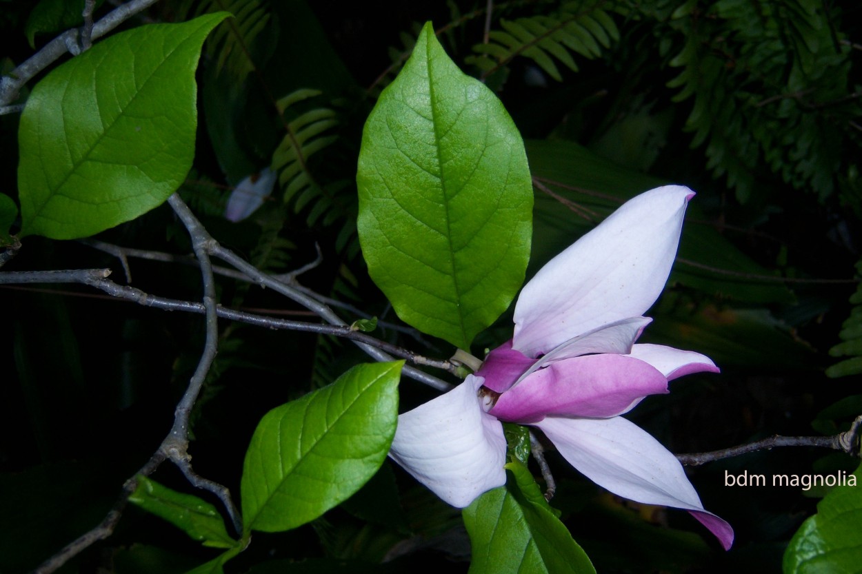 "magnolia 3" de Beatriz Di Marzio