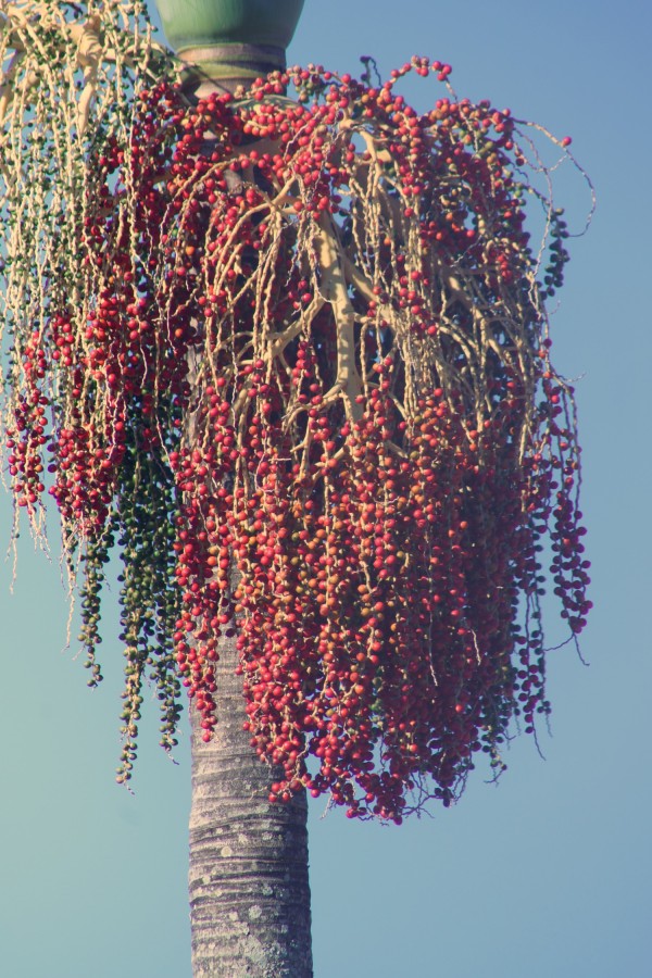 "Esperando as aves, as frutas de um tipo de Aa" de Decio Badari