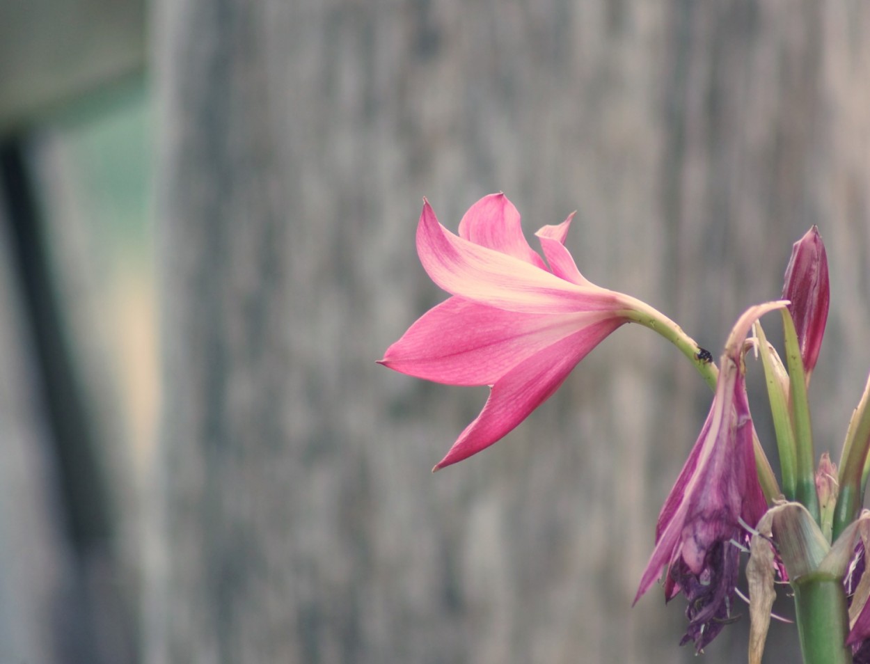 "Amarlis  Hippeastrum hybridum, viva e morta !" de Decio Badari