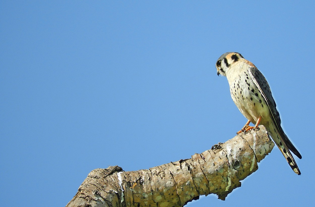 "Quiriquiri - Falco sparverius, o equilibrista !" de Decio Badari